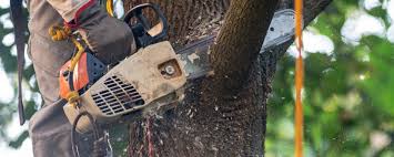 Reliable Kure Beach, NC Tree Removal Solutions